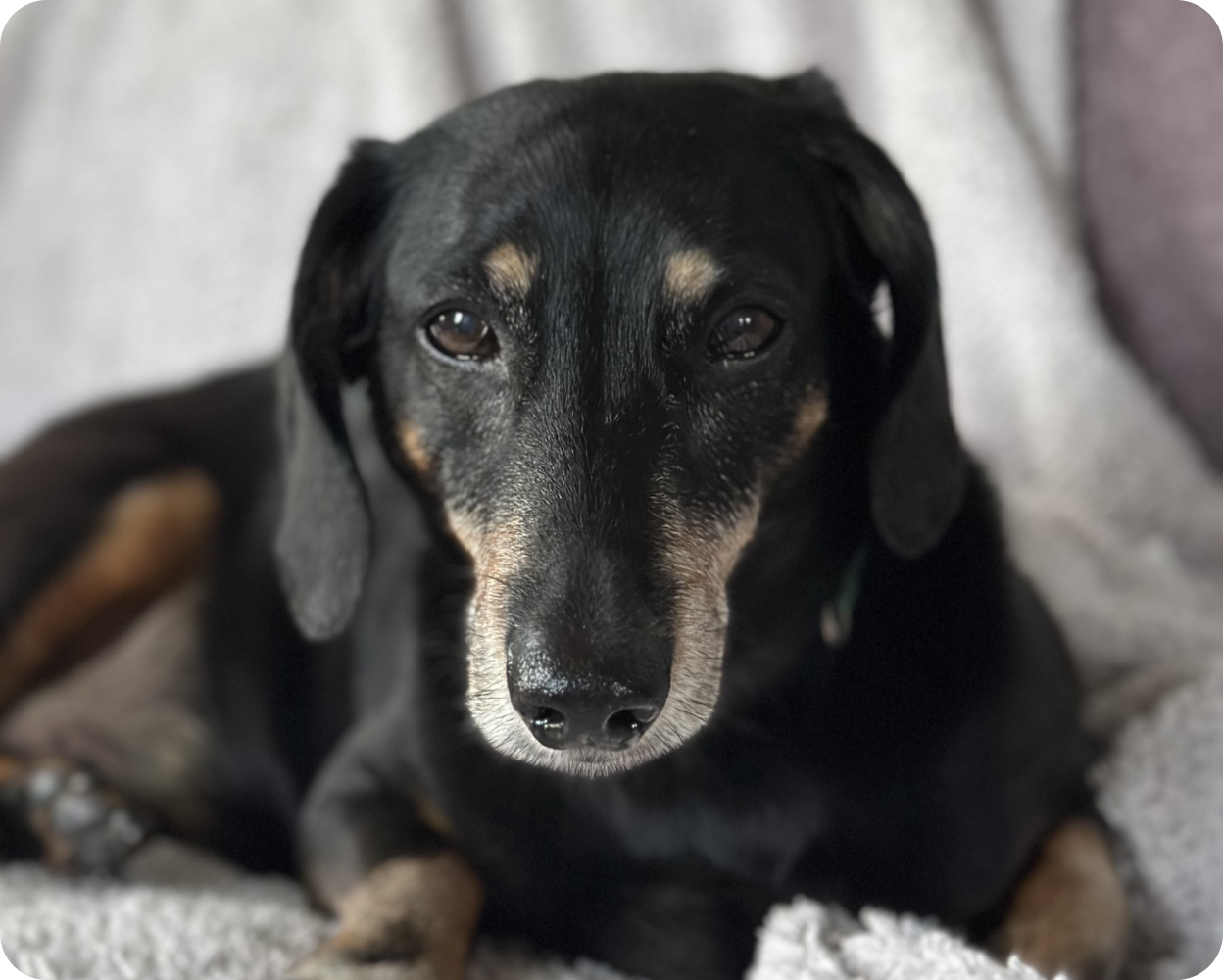 A black and tan dog resting on a blanket