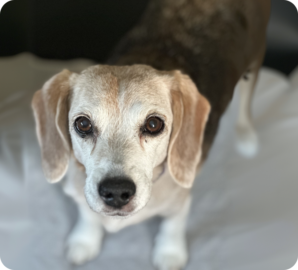 A dog participating in Gamgee’s Australian clinical trial