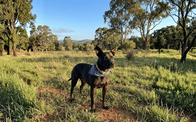 Vetlife: Rosie and the mRNA Vaccine: The Real Story