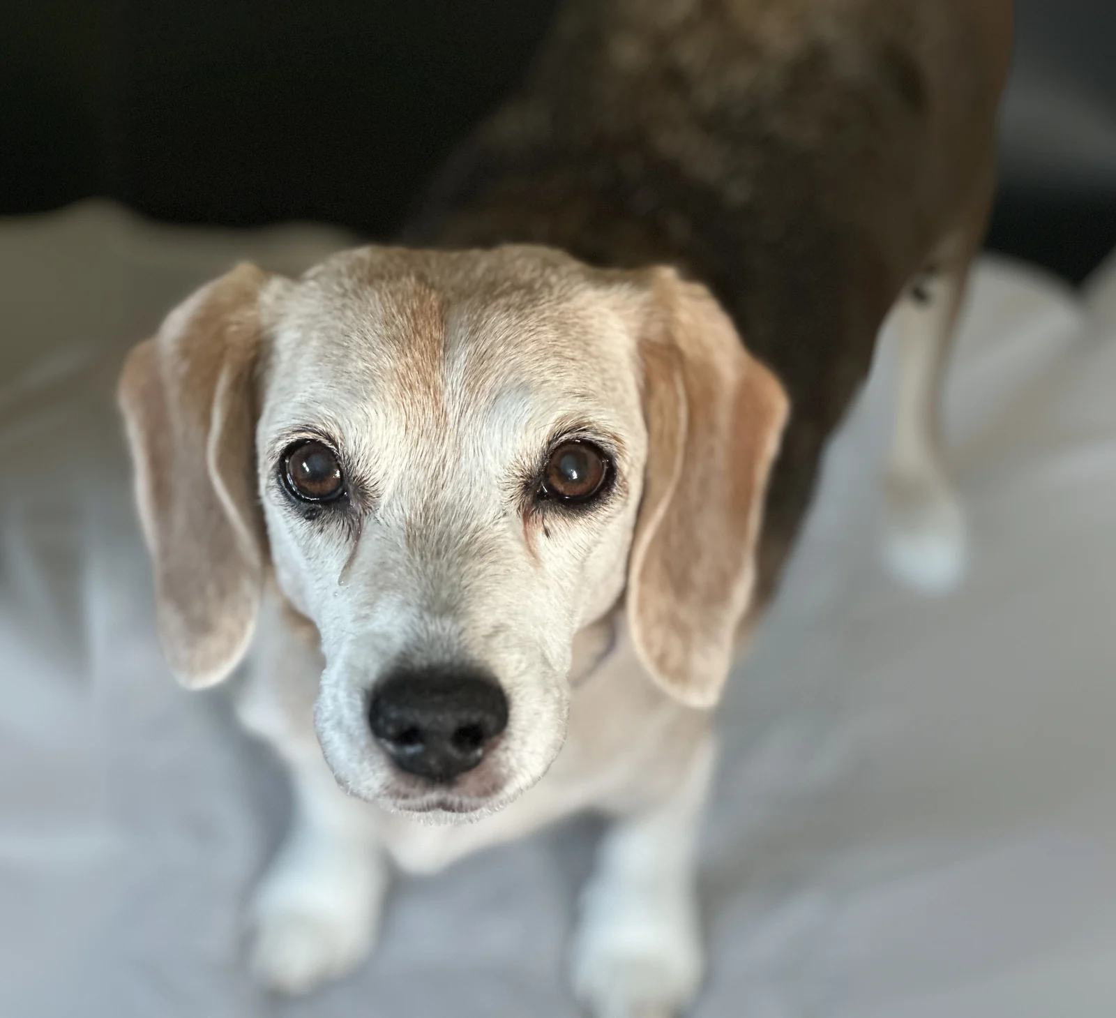 A dog looking up at the camera