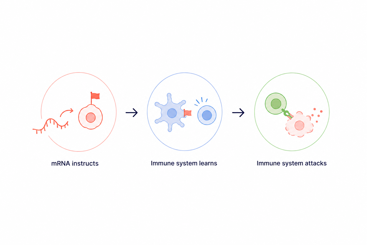 Train the immune system